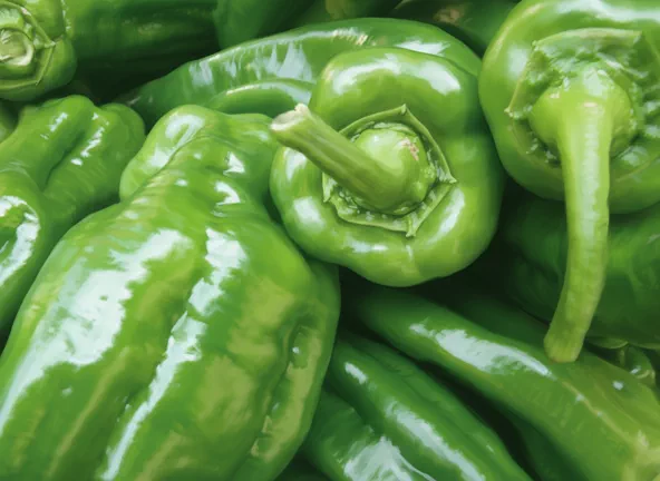 sweet green pepper