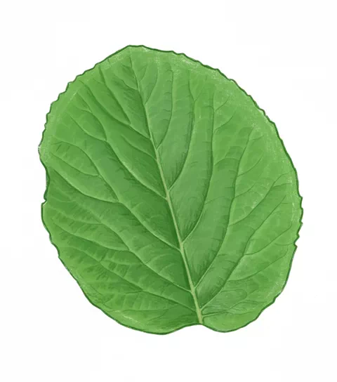 bay leaf ground