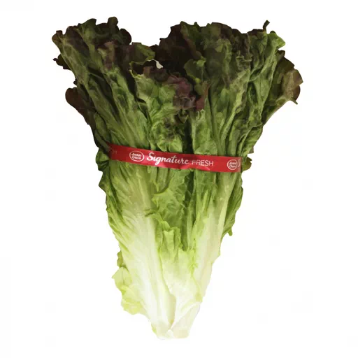 red leaf lettuce
