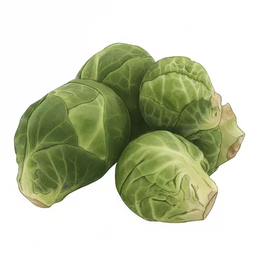 brussel sprout