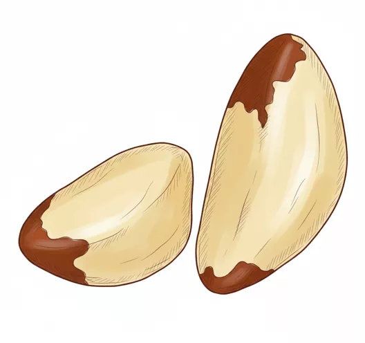 brazil nuts