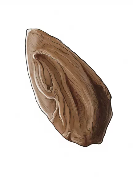 cashew butter