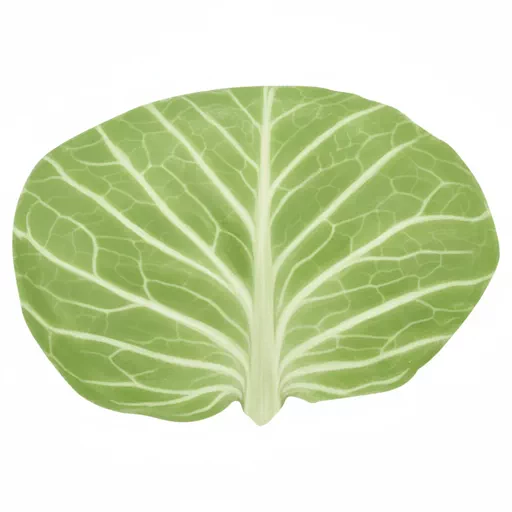 cabbage