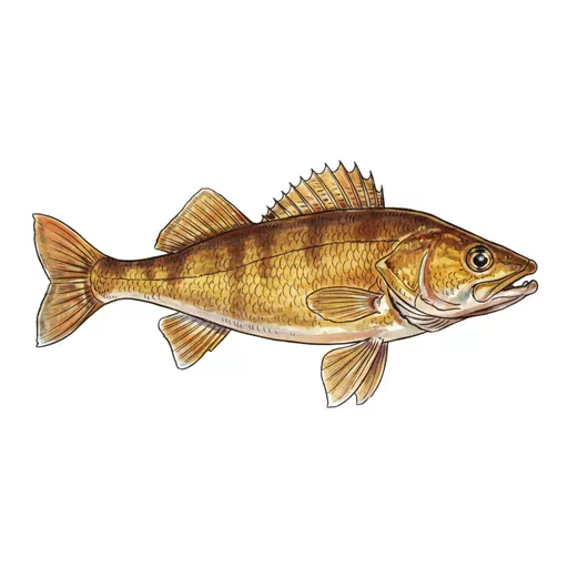 walleye
